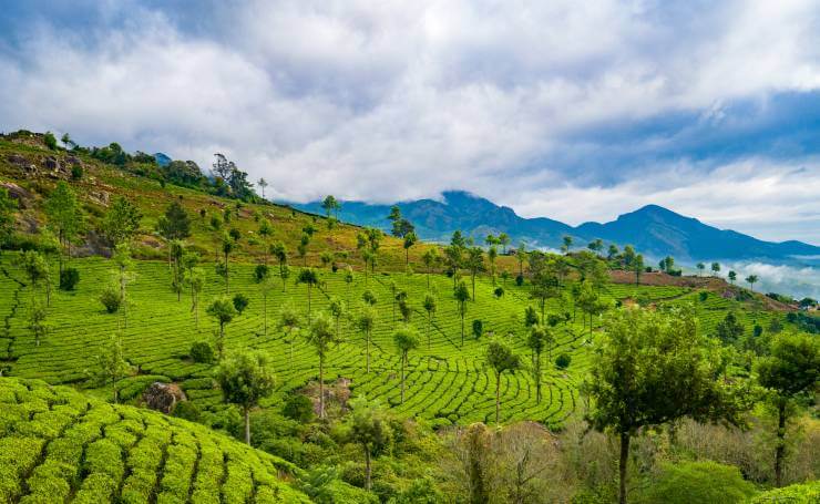 Munnar Kerala Tour - 3 Day Retreat