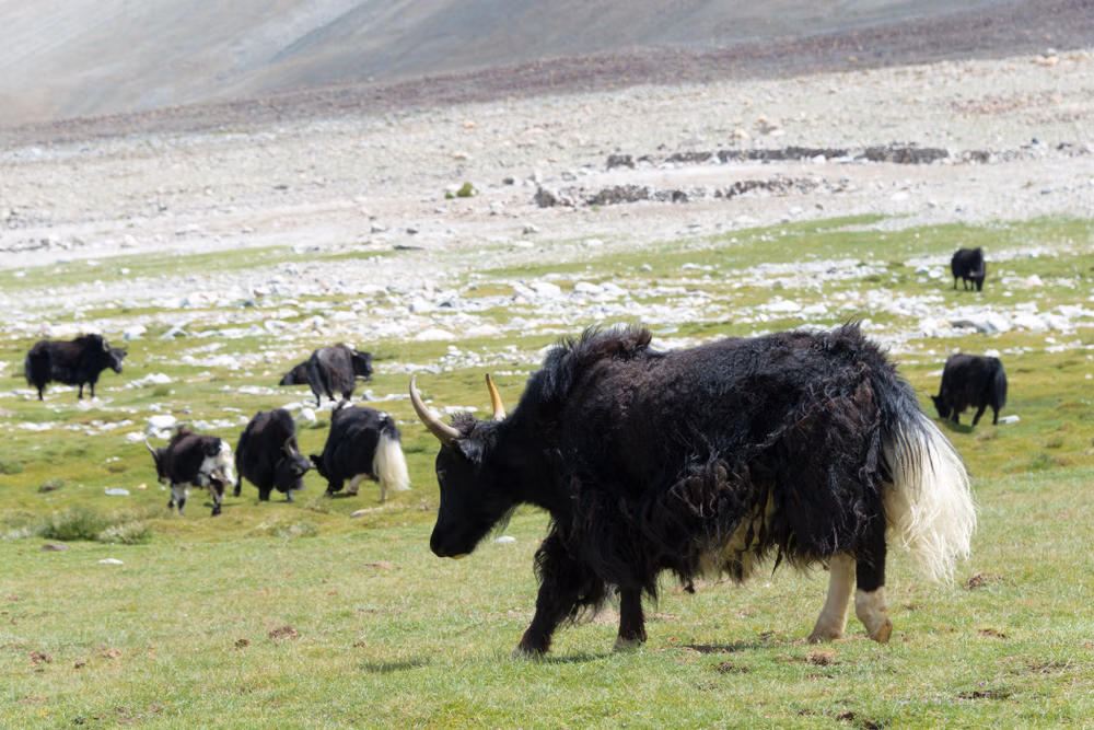 Changthang Wildlife Sanctuary - Places to visit in Ladakh