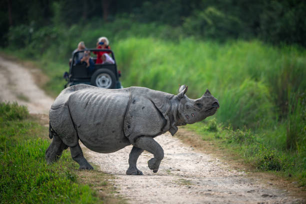 Group on a jeep safari spotting rhinos in Kaziranga National Park
