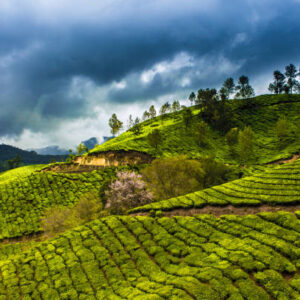 3 Night & 4 Days Kerala Tour Package