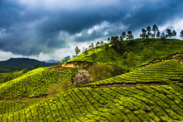 3 Night & 4 Days Kerala Tour Package