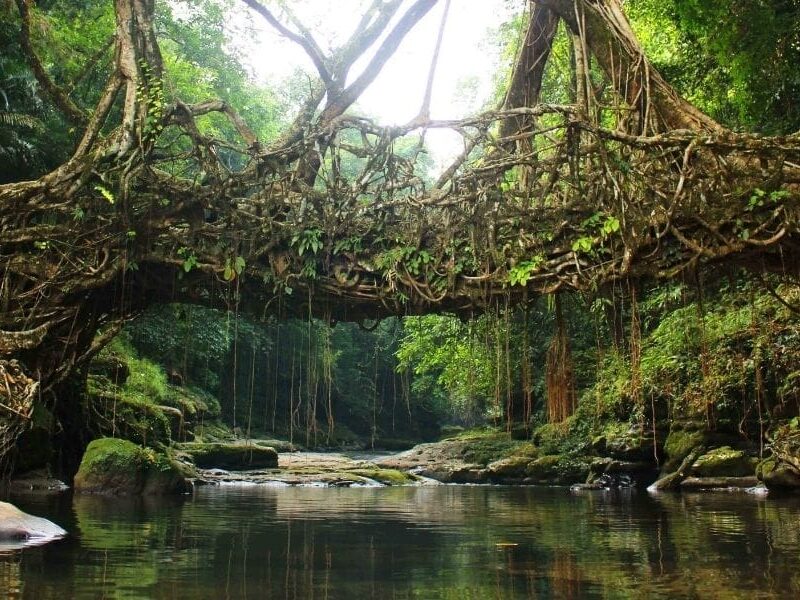 Meghalaya Itinerary for 5 to 7 Days