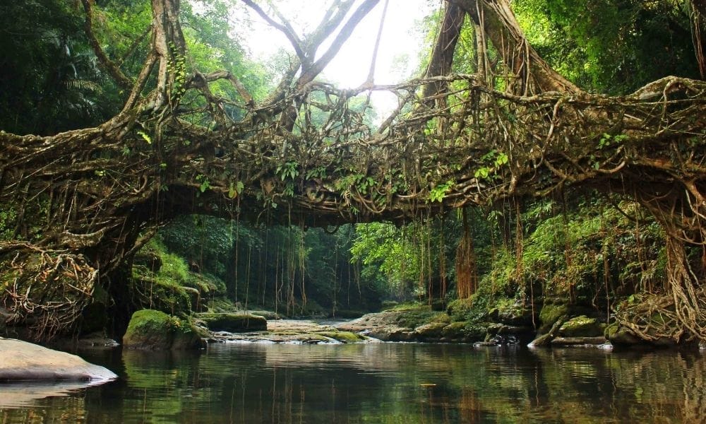 Meghalaya Itinerary for 5 to 7 Days