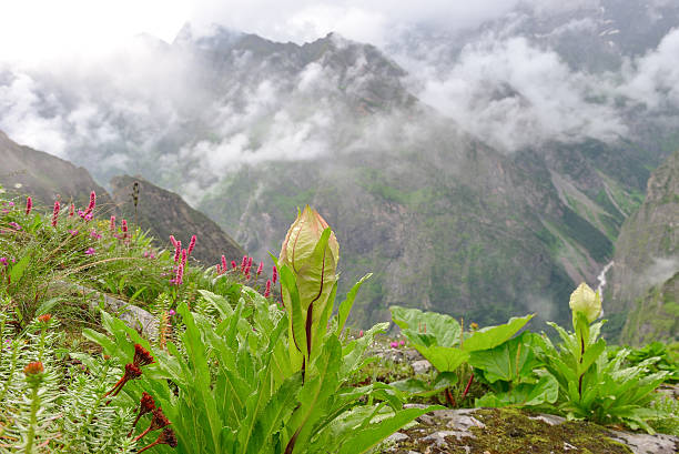 Blooming wildflowers in Valley of Flowers during monsoon